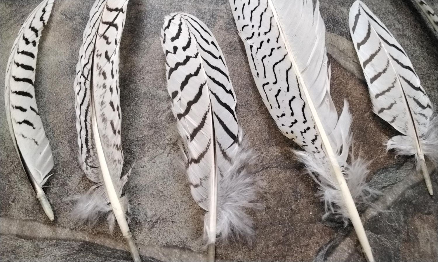 Silver Pheasant Feathers For 6 Farm Pin Raised Lot# about 6&quot; - 13&quot; long