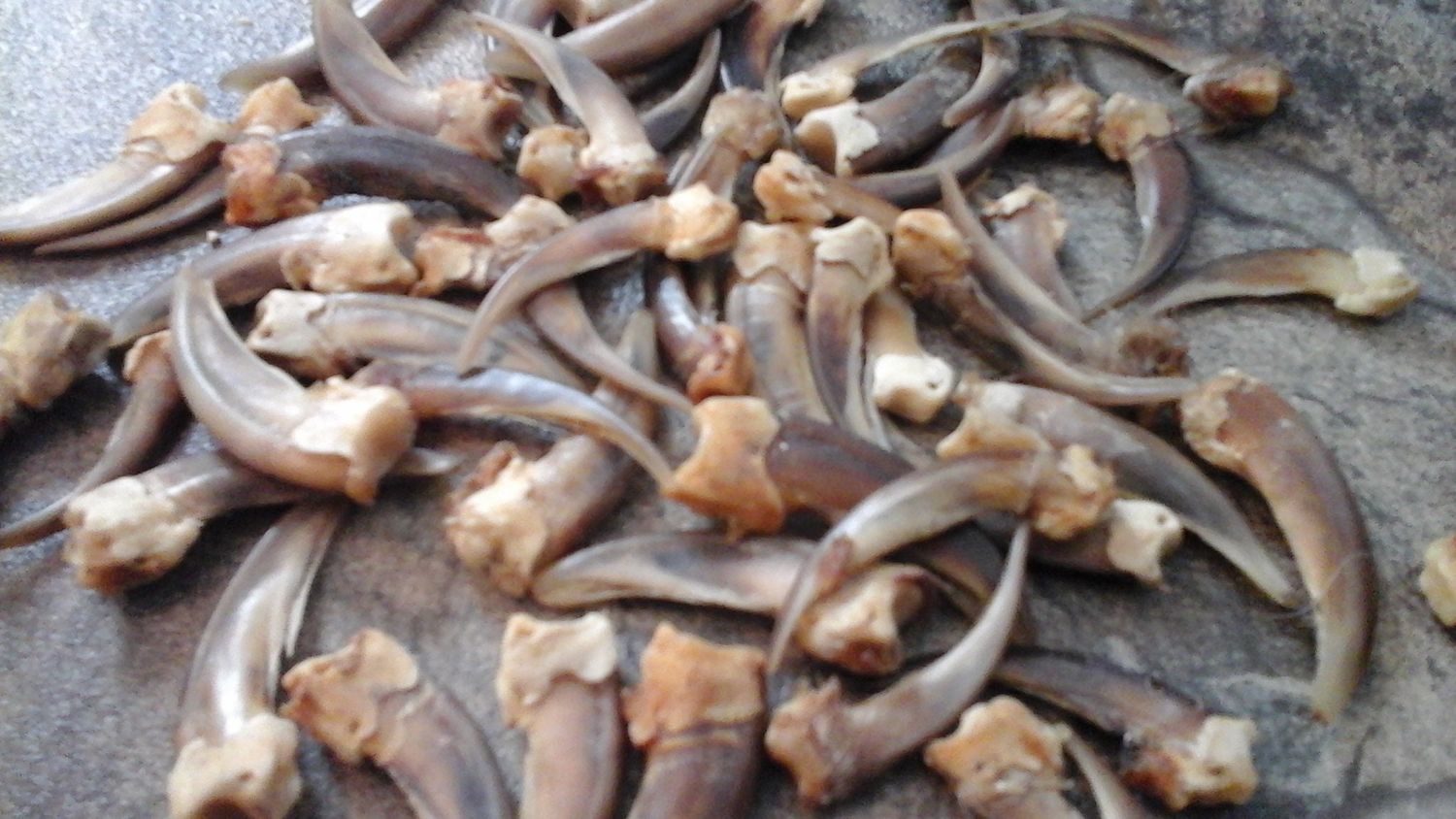 Badger Claws for 3 Jumbo/Large I Will Not Ship These To Wisc. From Mn. USA
