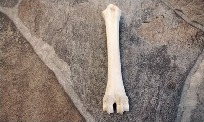 Antelope Leg Bones For 1 From SD USA