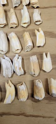 Bison Buffalo Top Side Molar Tooth For 2 Fom Mn USA