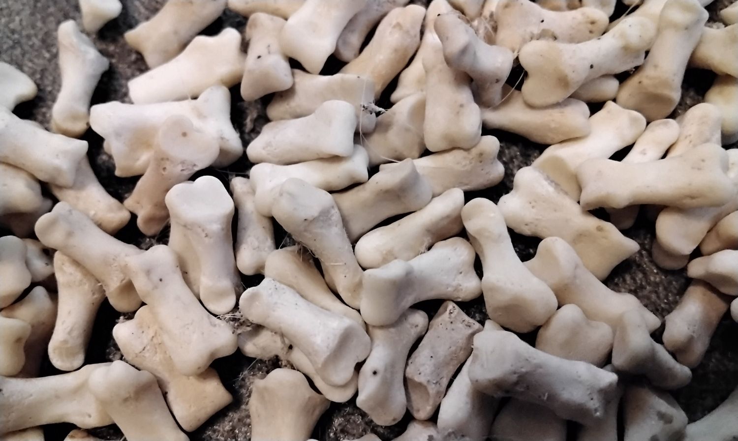 Badger End Of The Toe Bone For 8 Straight Ones From Mn USA I Will Not Ship These To Wisconsin From Mn. USA
