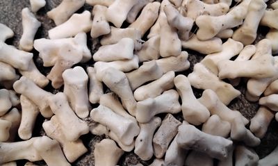 Badger End Of The Toe Bone For 8 Straight Ones From Mn USA I Will Not Ship These To Wisconsin From Mn. USA