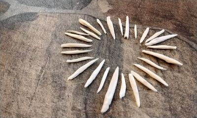 Alligator Fish Bone Spikes For 13 From USA 3/4&quot; - 1 1/4&quot; Size