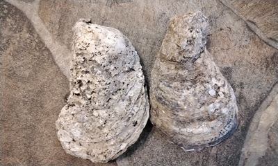Oyster Shell For 1 Jumbo Developing A Pearl From Texas USA
