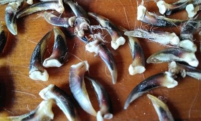 Jack Rabbit Claw For 6 Hare Ungal Phalanges From S.D. USA