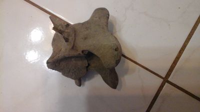 Fossil Bison Buffalo Vertebrae Lot#1