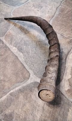 Impala Horn For 1 Jumbo Lot# 17 1/2&quot; x 1 3/8&quot;