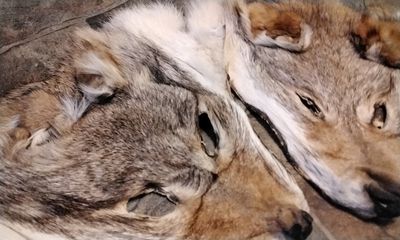 Coyote Fur Face  For 1 Jumbo From USA Lot# 10&quot; x 12&quot;