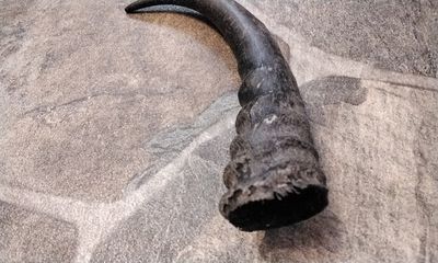 Springbok Horn For 1 Lot# 7 1/4&quot; x 1 1/4&quot; - 1 1/2&quot;