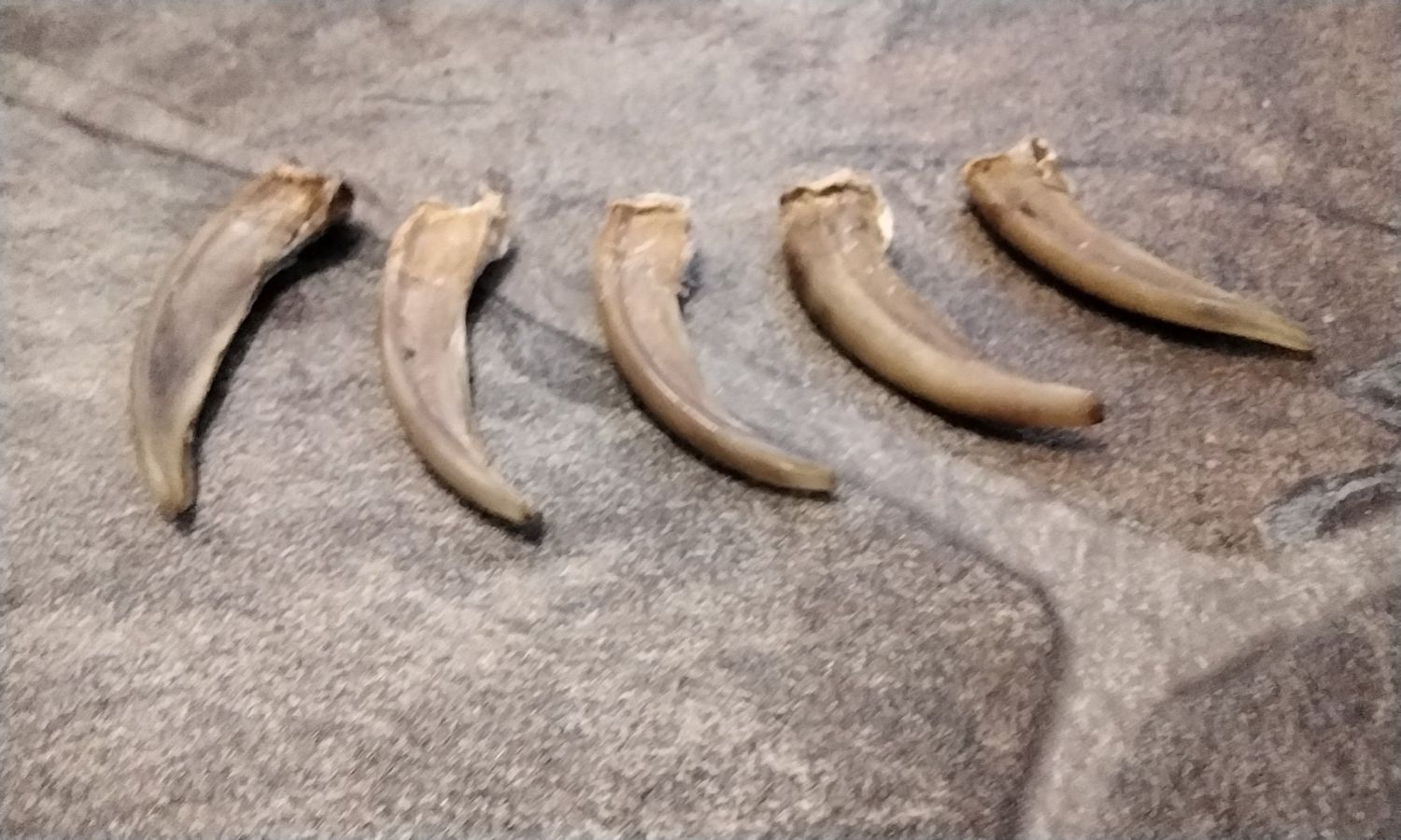 Badger Claw Foot Set From -1 Foot Huge Size From USA I Will Not Ship Thiese To Wisconsin