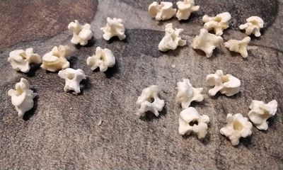 Game Hen Vertebrae Bones For 7 Cornish Hen Vertebrae Bones From USA