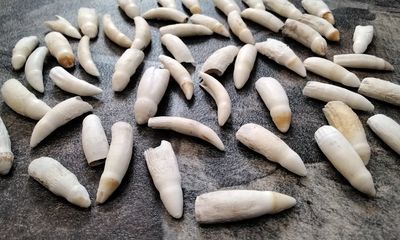 Alligator Tooth For 1 Small From Fla. USA 1&quot; - 1 1/4&quot; Long