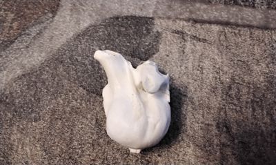 Beaver Eardrum Bone For 3 From USA Mn.
