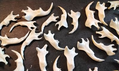 Gopher Woodchuck Jaw For 1 From Mn USA Lot # 2
