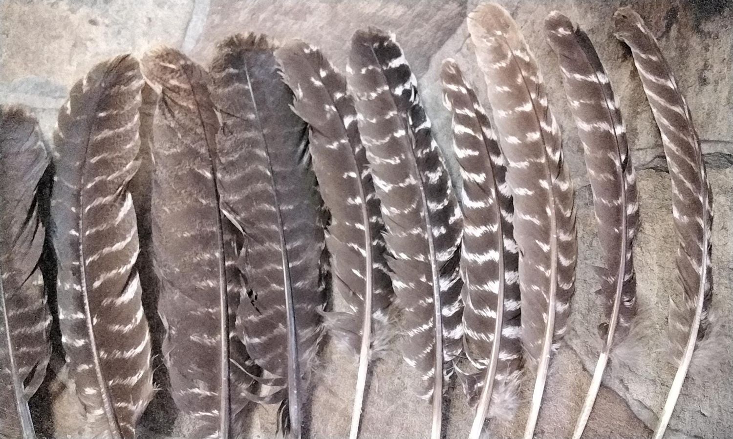 Wild Turkey Feathers For 12 Natural Wing Feathers 10 1/2&quot; - 13 1/2&quot; Long