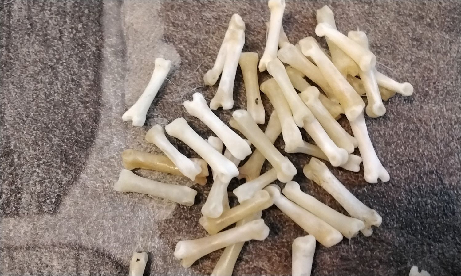 Jack Rabbit Toe Bone For 5 Large Hare Phalanges Bones From S.D. USA