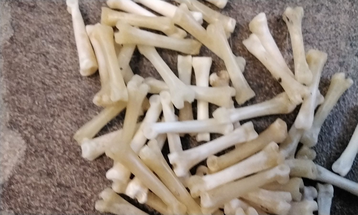 Jack Rabbit Toe Bone For 5 Hare Large Metacarpals Bones From S.D. USA