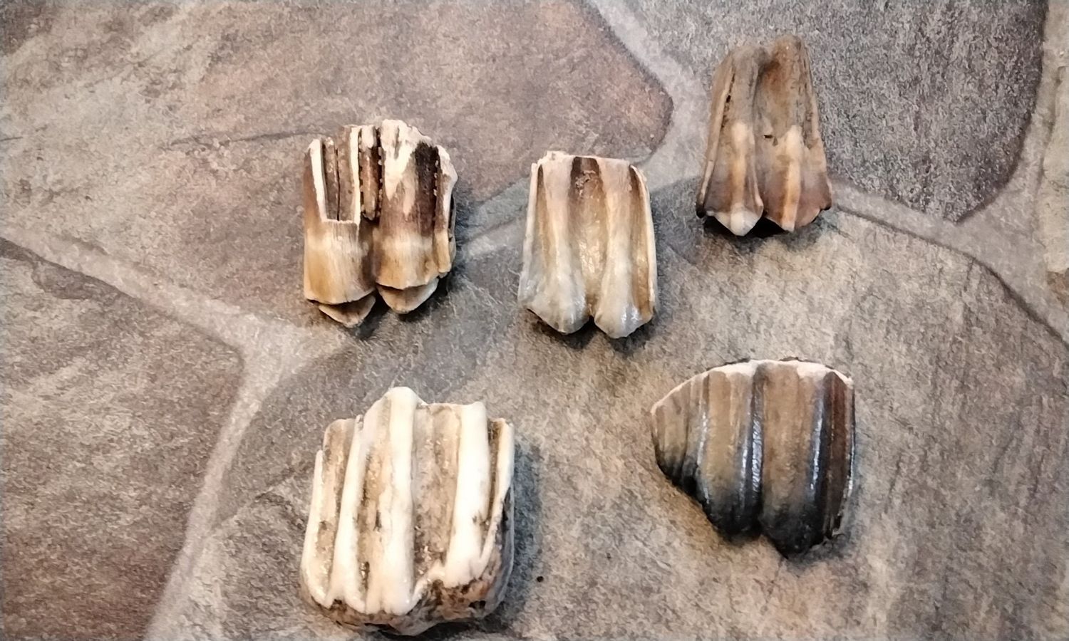 Bison Buffalo Fossil Tooth For 1 Prehistoric Over 10,000 Years Old Lot Extra Lg 1 1/2&quot; -2&quot; x 1 1/4&quot;- 1 5/8&quot;