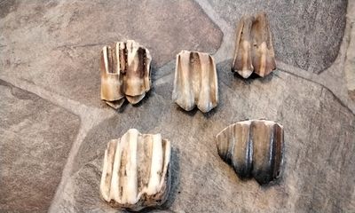 Bison Buffalo Fossil Tooth For 1 Prehistoric Over 10,000 Years Old Lot Extra Lg 1 1/2&quot; -2&quot; x 1 1/4&quot;- 1 5/8&quot;
