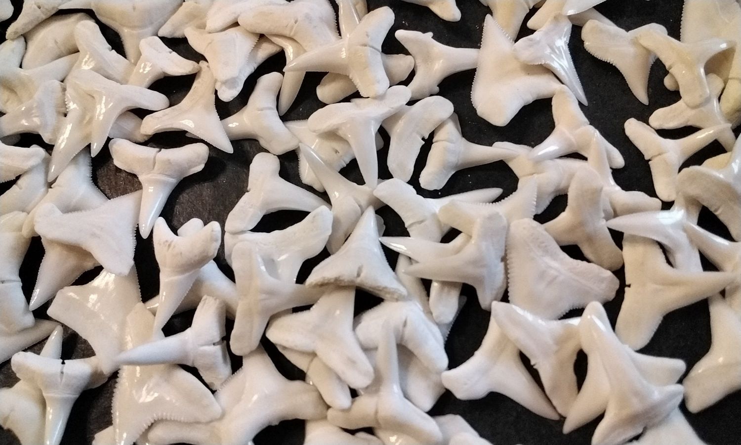Shark Tooth For 10 White Tip Shark Teeth Found On The Fla. Beaches