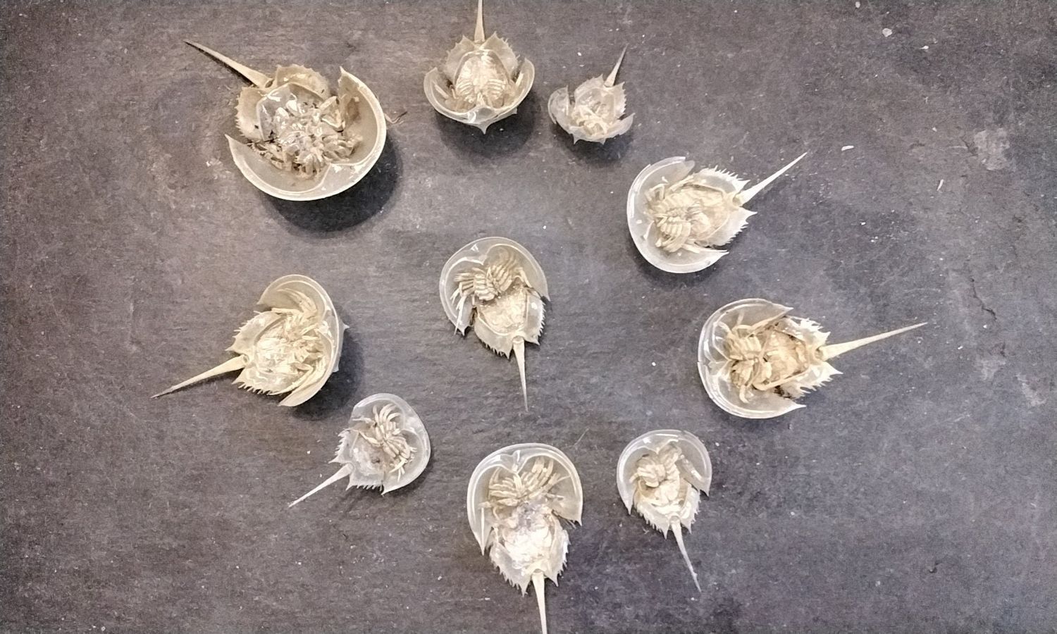 Horseshoe Crab For 2 Baby Extra Small Found While Walking On The Fla Beach 1 1/4&quot; -2 1/4&quot; long