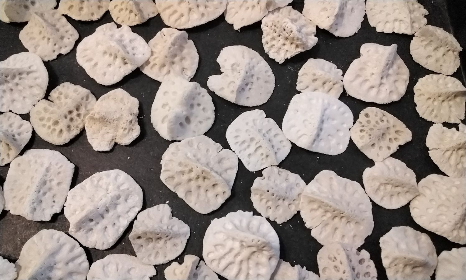 Alligator Back Hide Bone Scute Osteoderms Bone Plate For 5 Lot# 2 Small 1- 1 1/2&quot; Size