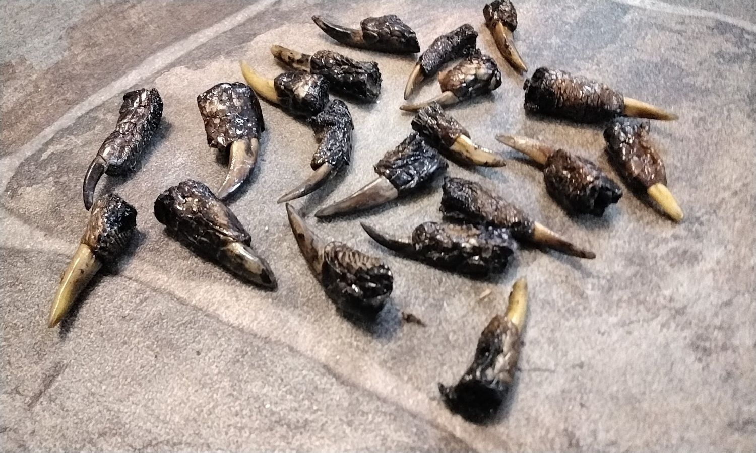 Alligator Toe For 3 Small From Fla USA Lot # Small