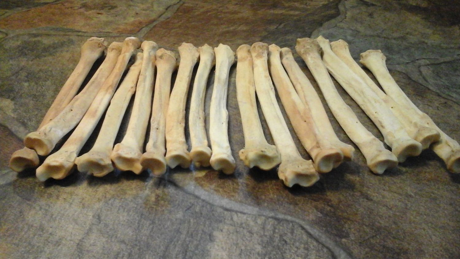 Coyote Leg Bone  For 3 (Flat Leg Bone) From USA