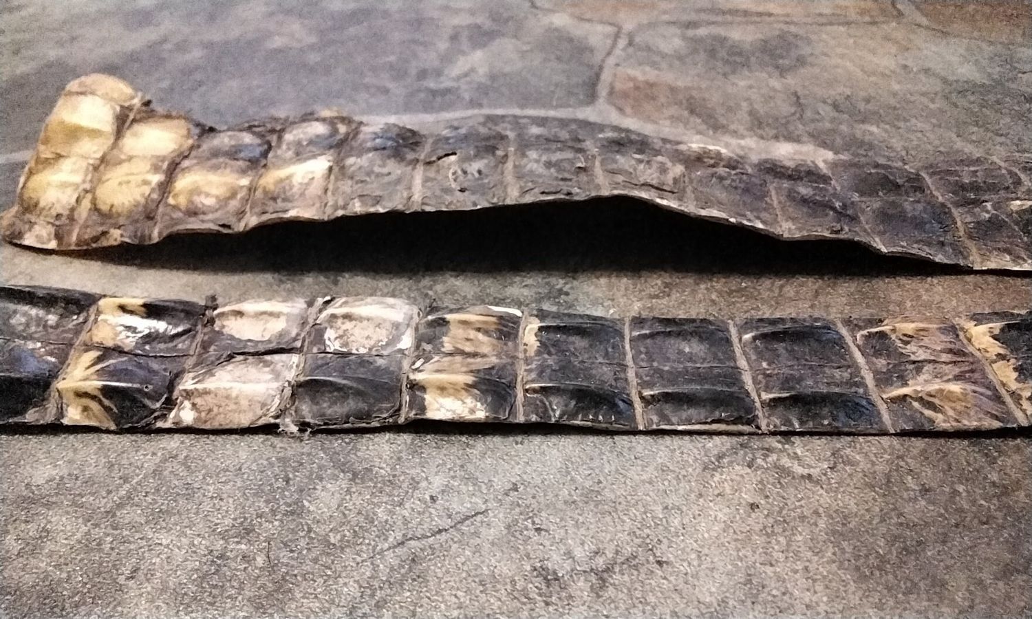 Alligator Hornback Strap For 2 From Fla USA  12&quot; - 14&quot; x 1 1/4&quot; - 2 1/4&quot;