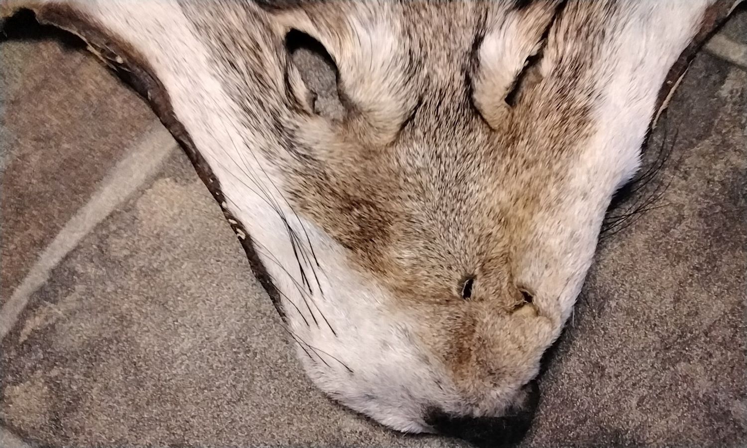 Coyote Fur Face  For 1 Huge Lot#1A 11&quot; x 13&quot;