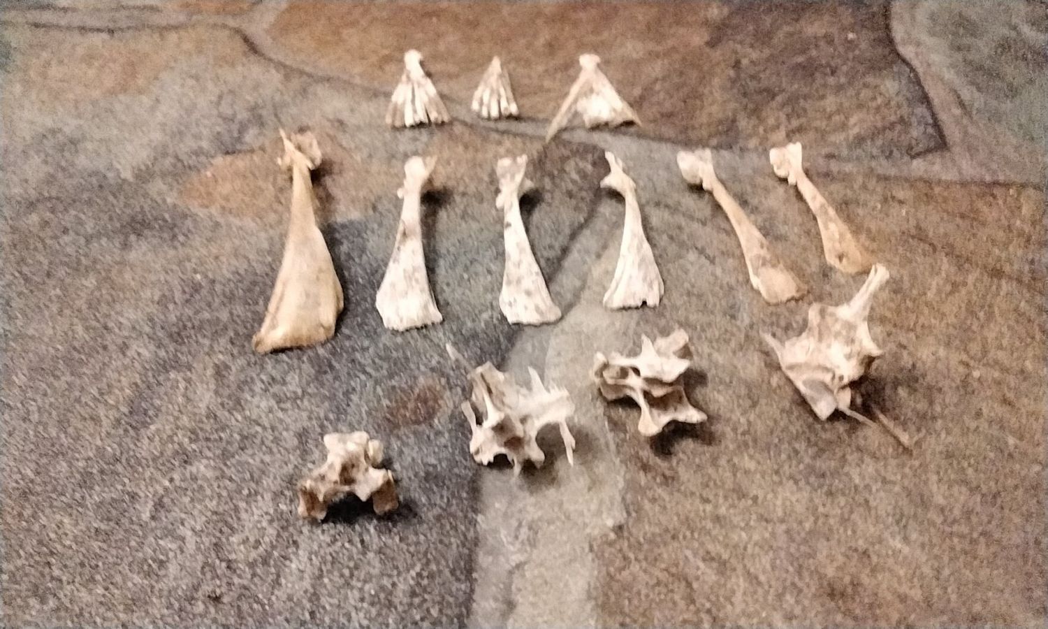 Fish Fin And Neck Vertebrae Bones For 13 Mixed Flounder Fish Fin And Neck Vertebrae Bones Natural Organic From Fla USA