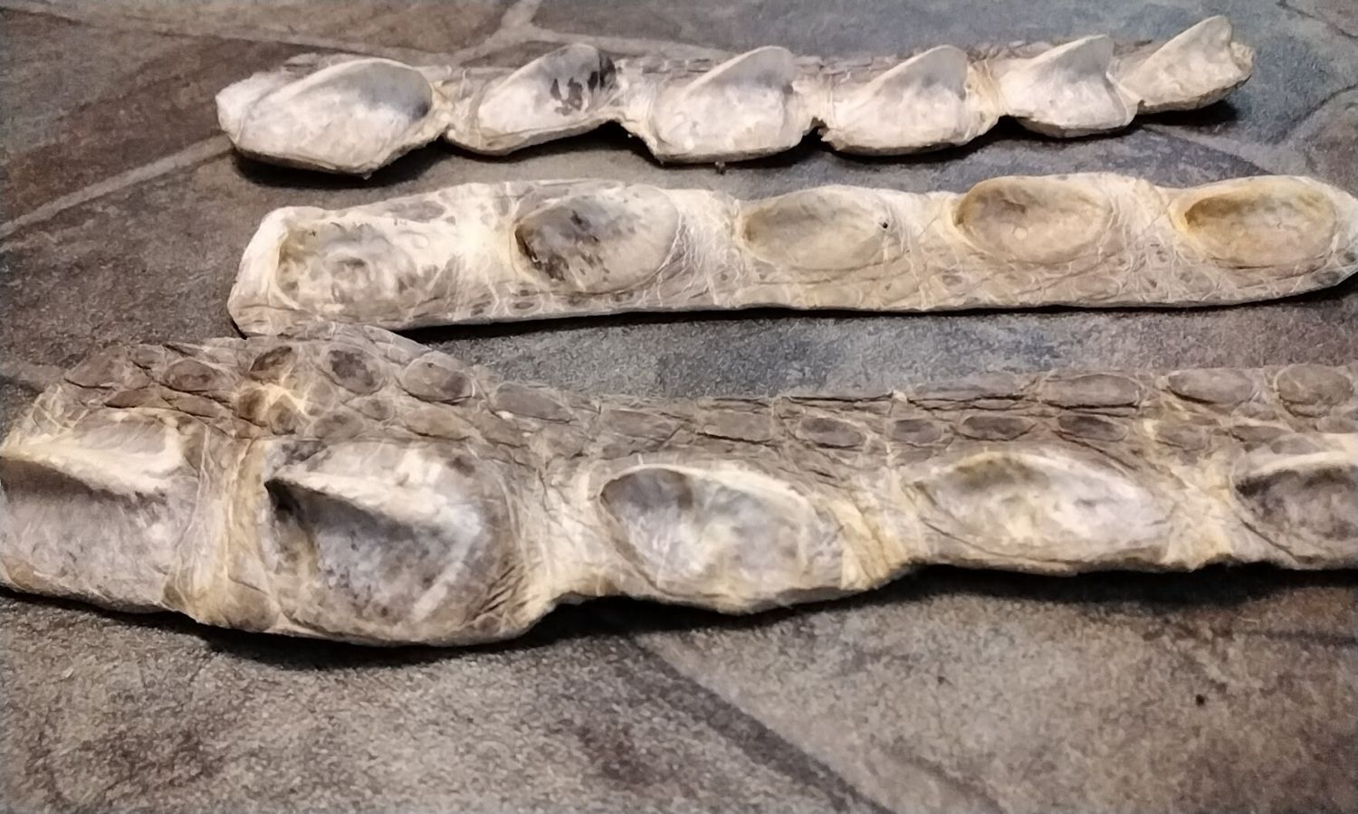 Alligator Hornback Back Strap For 1 Natural. Lot# Natural For 1 That Is About 8 1/4&quot; - 10&quot; x 1 1/2&quot; - 2&quot;