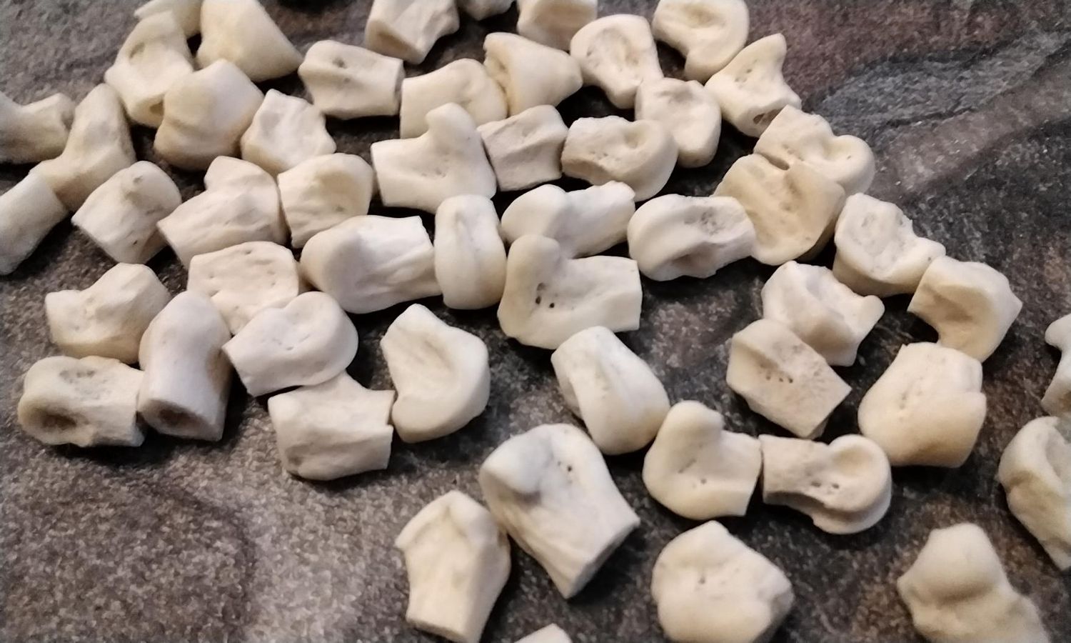 Coyote Knuckle Bone For 15 End Of The Knuckle Bone