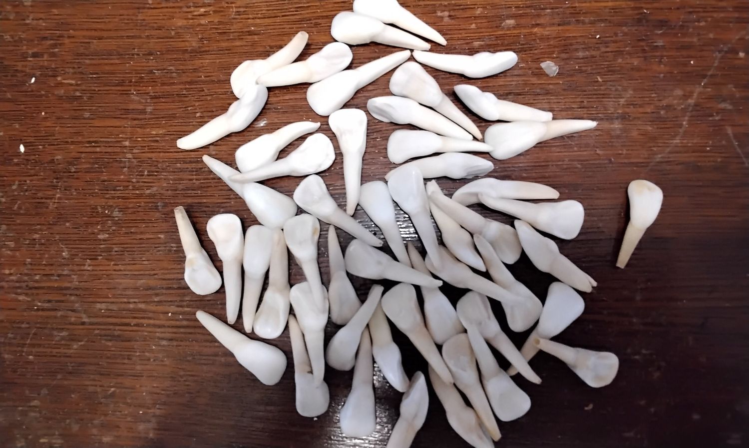 Bison Buffalo Tooth For 2 Large Bison Buffalo Bull Front Teeth Lot # Lg From USA Mn.
