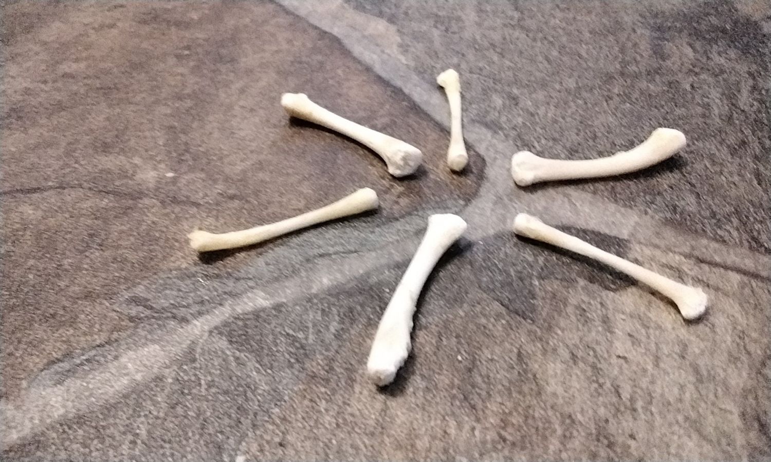 Game Hen Wing Bone For 3 Cornish Hen Wing Bones From USA