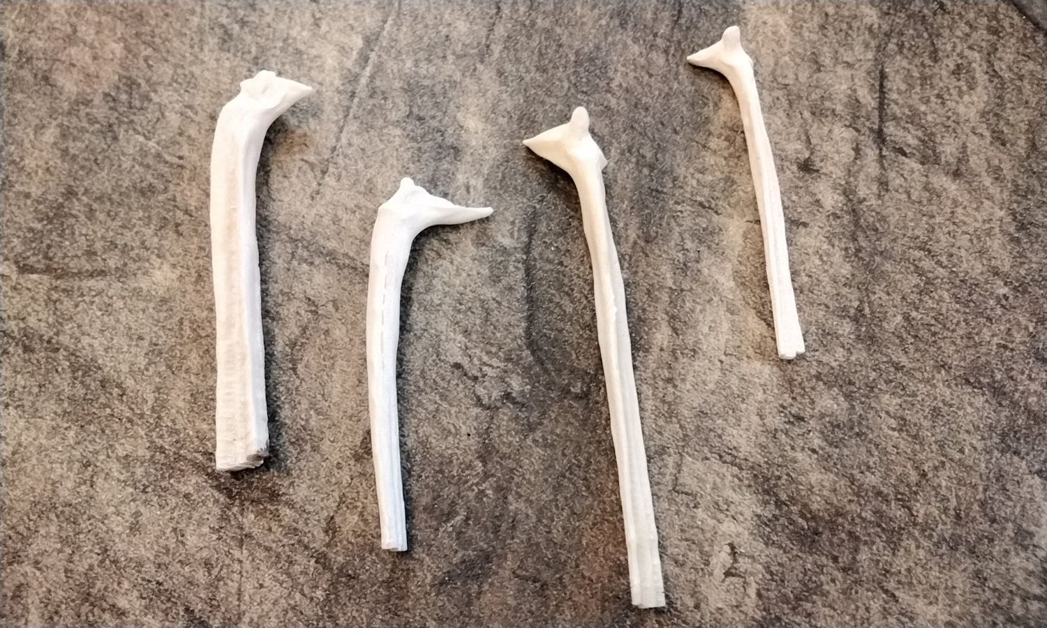 Alligator Gar Fish Rib Bones For 4 Jumbo Looks Like Horse Heads From USA 2 1/4&quot; - 2 3/4&quot; Size
