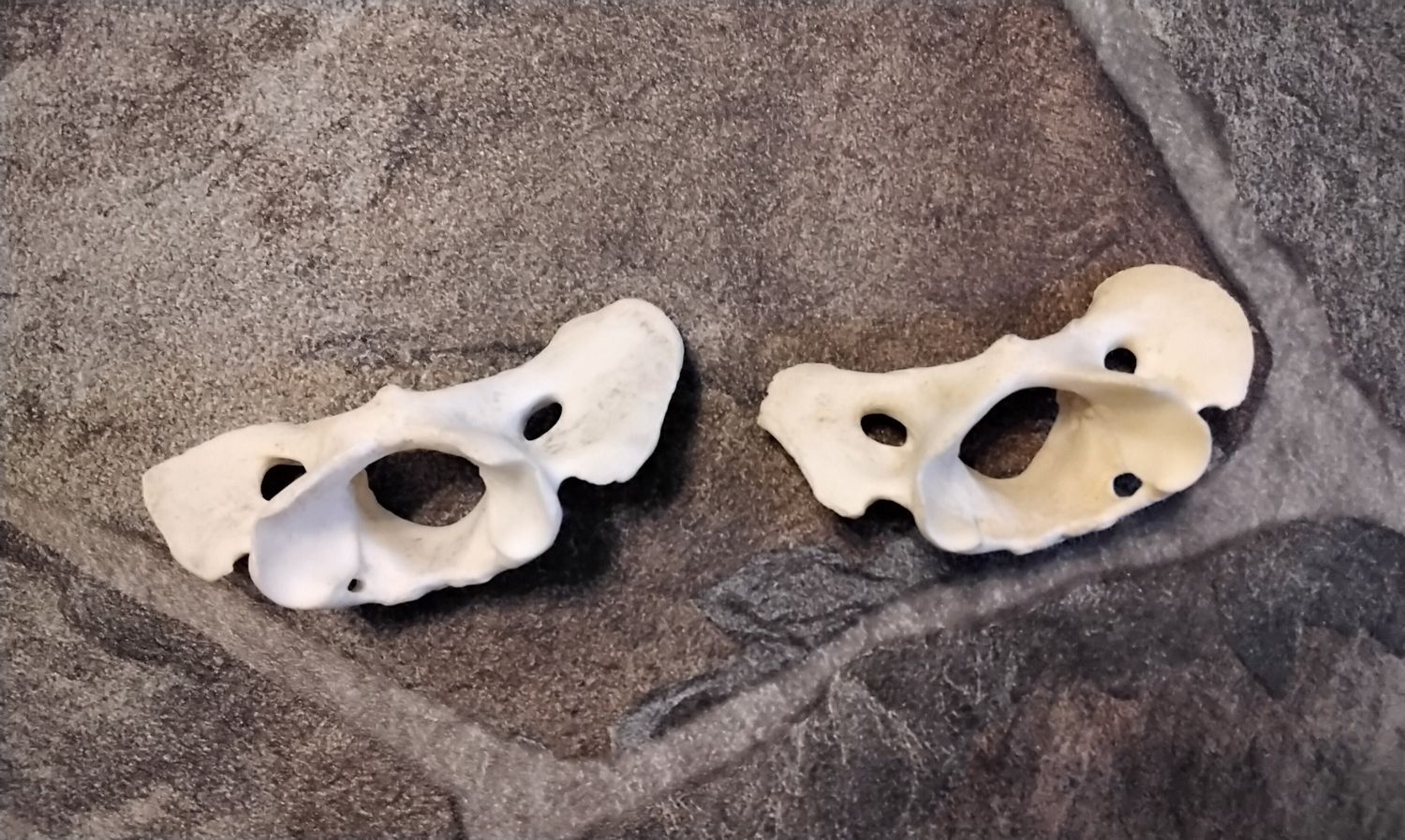Fox Atlas Neck Bowtie Bone For 1 Silver Fox From Mn. USA