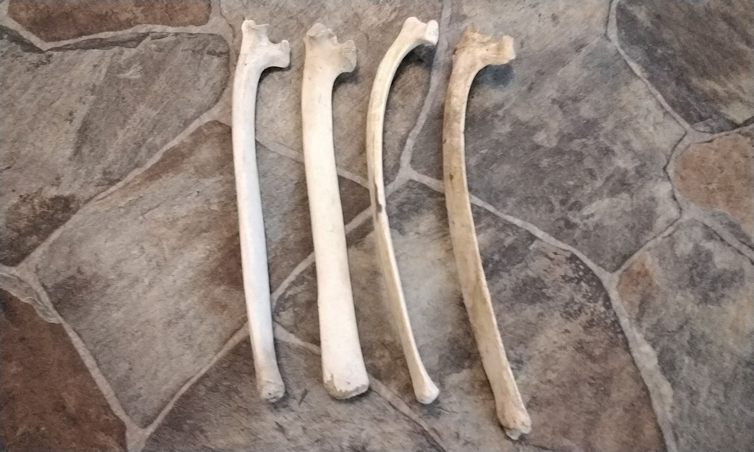 Elk Rib bone For 1 Found While Waking In The Woods In Co. USA.