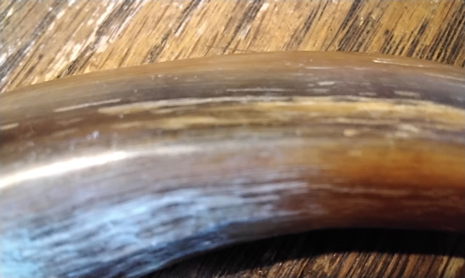 Ostrich Toe Hand Carved Into A Eagle Head From From Mn USA