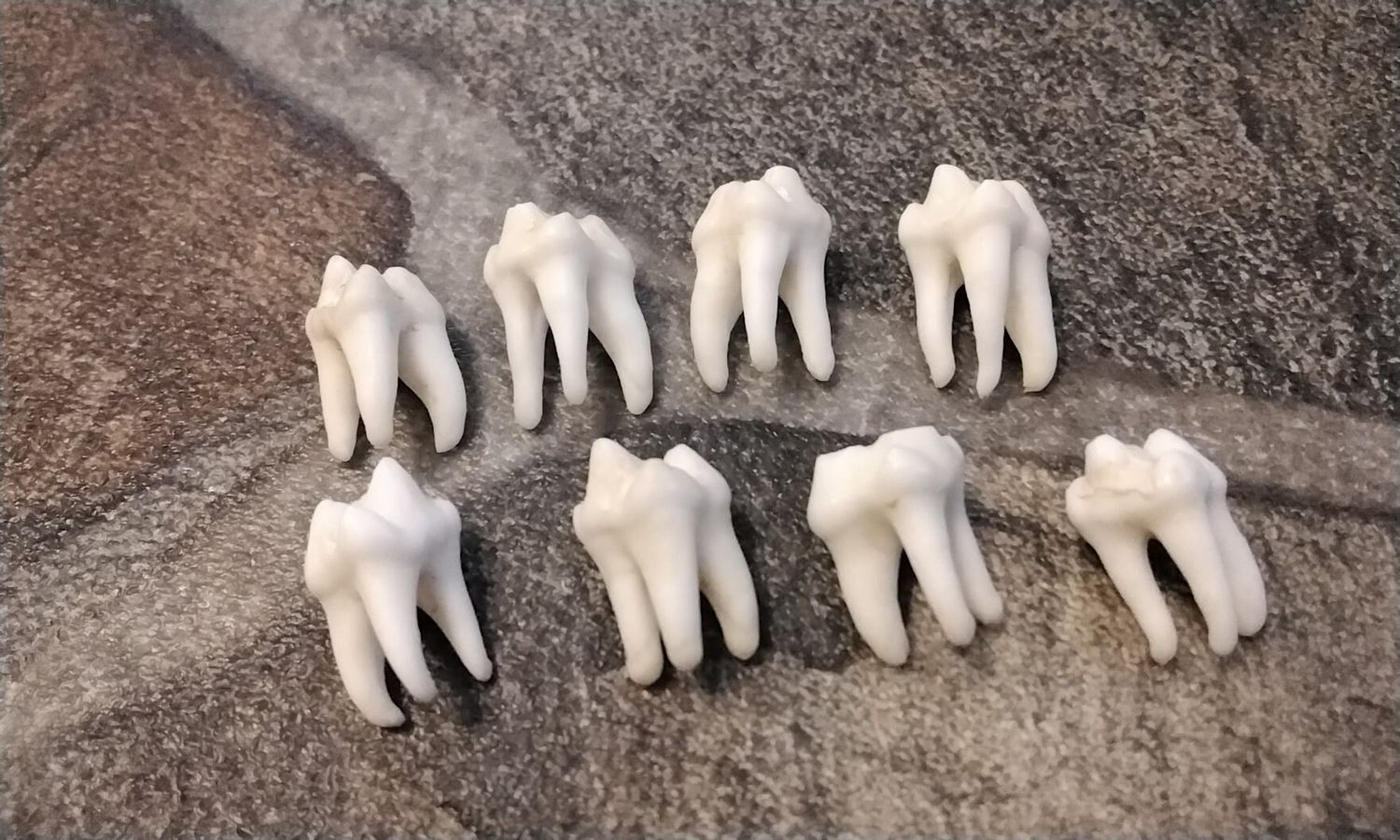 Raccoon Side Molar Tooth For 4 Long 3 Root Side Molar Teeth