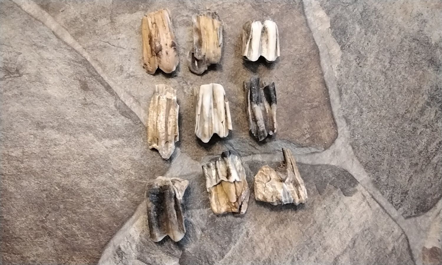 Bison Buffalo Fossil Tooth For 1 Prehistoric Over 10,000 Years Old Lot Lg 1 3/8&quot; - 2 1/4&quot; long by 3/4&quot; - 1 1/4&quot; wide