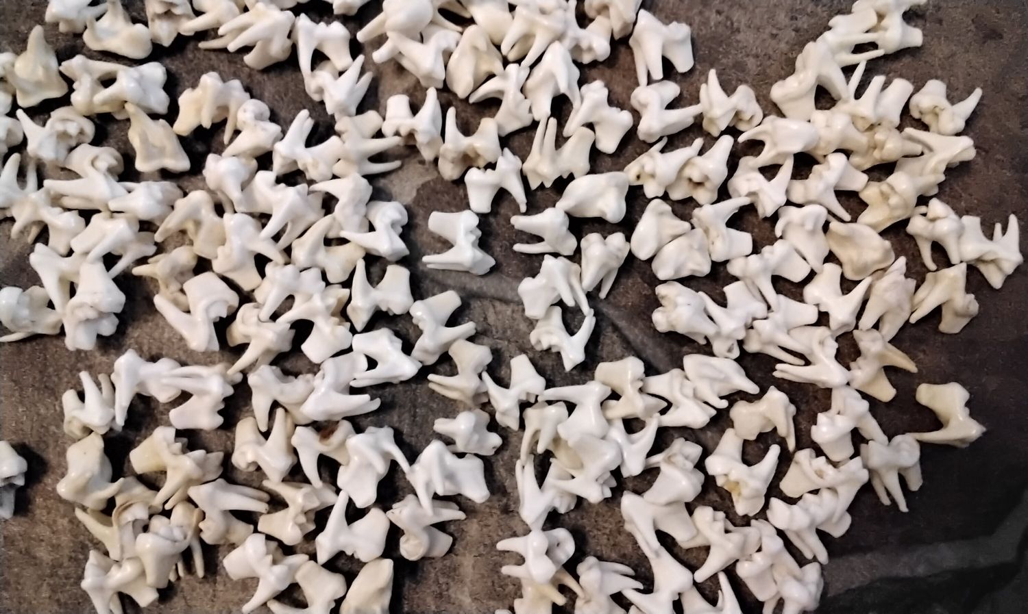 Coyote Side Molar Teeth  For 4 Flat Medium/Small Size From Mn USA Lot# 3R Flat