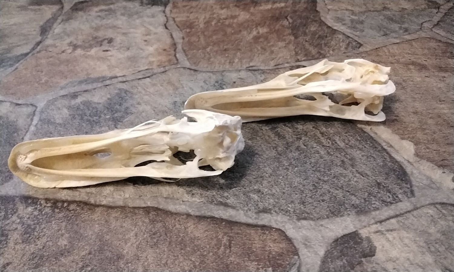 Duck Skull For 1 complete Huge Peking Duck Skull From Mn. USA