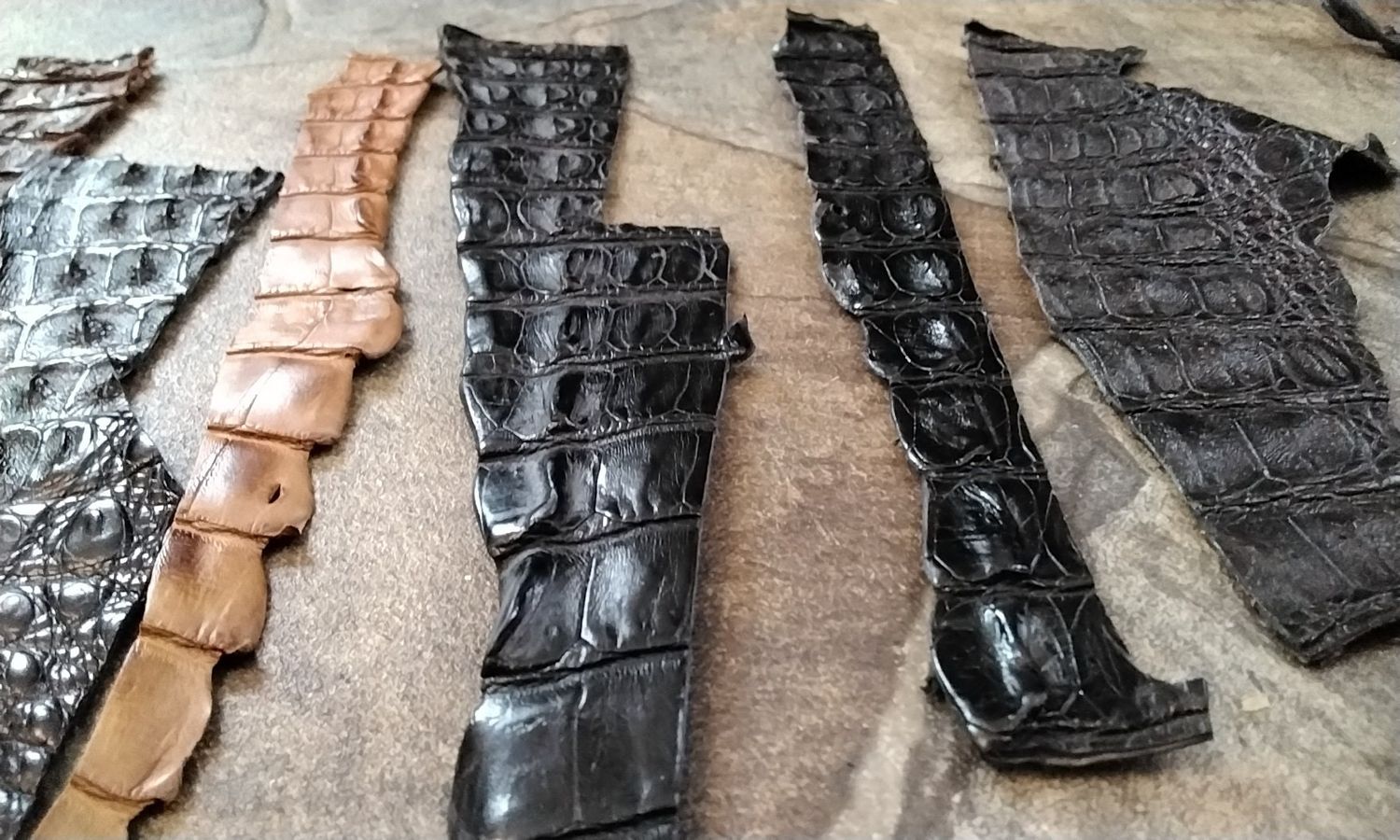 Alligator Hornback Strap For 9 Piece&#39;s From Fla USA  7&quot; - 16&quot; Long  Black/Brown