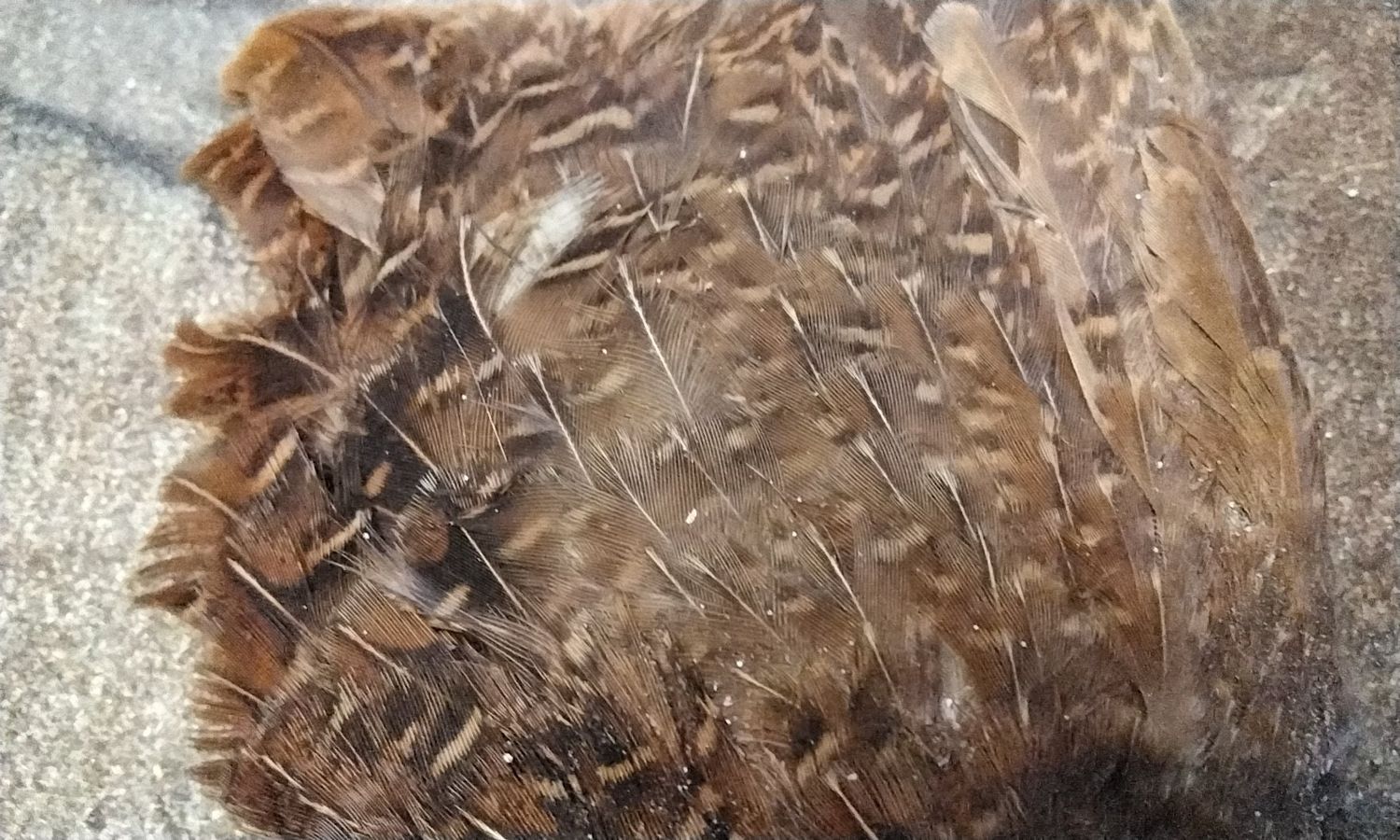 Quail Wing From Mn. USA