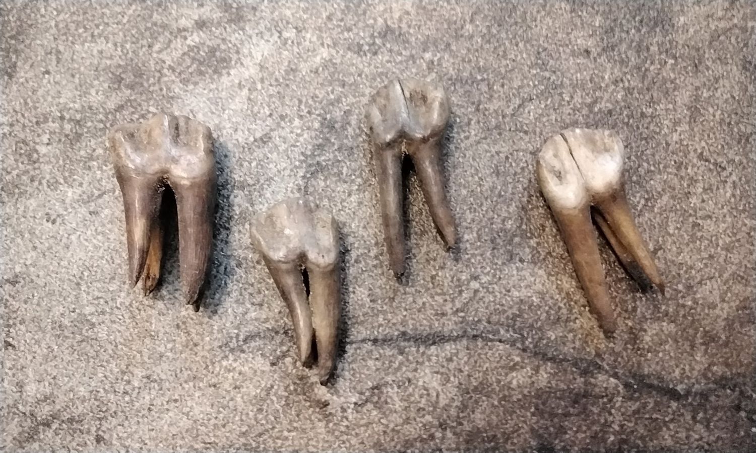 Fossil Pig Tooth For 4 Side Molar Teeth From Fla.