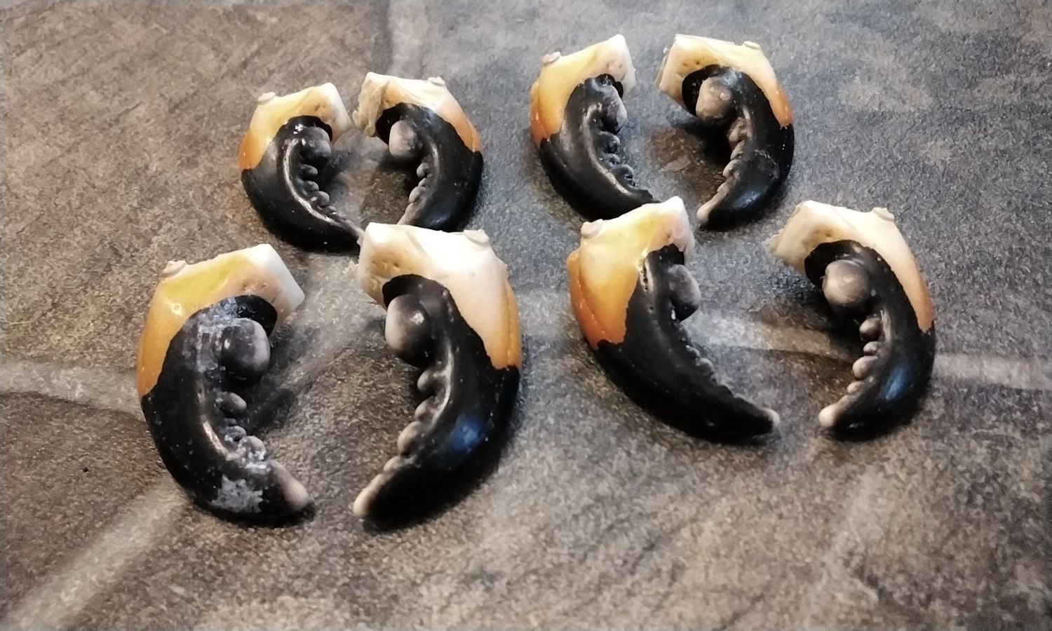 Stone Crab Claws for 1 Pair Of Lg Claws From USA Lot # 1pr. Large Size