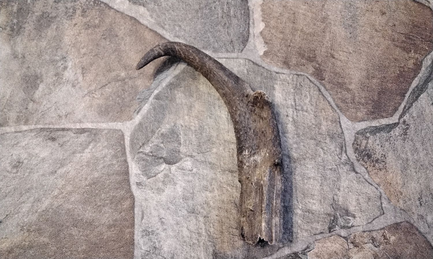Antelope Horn From USA Jumbo Size 14&quot; x 2&quot;