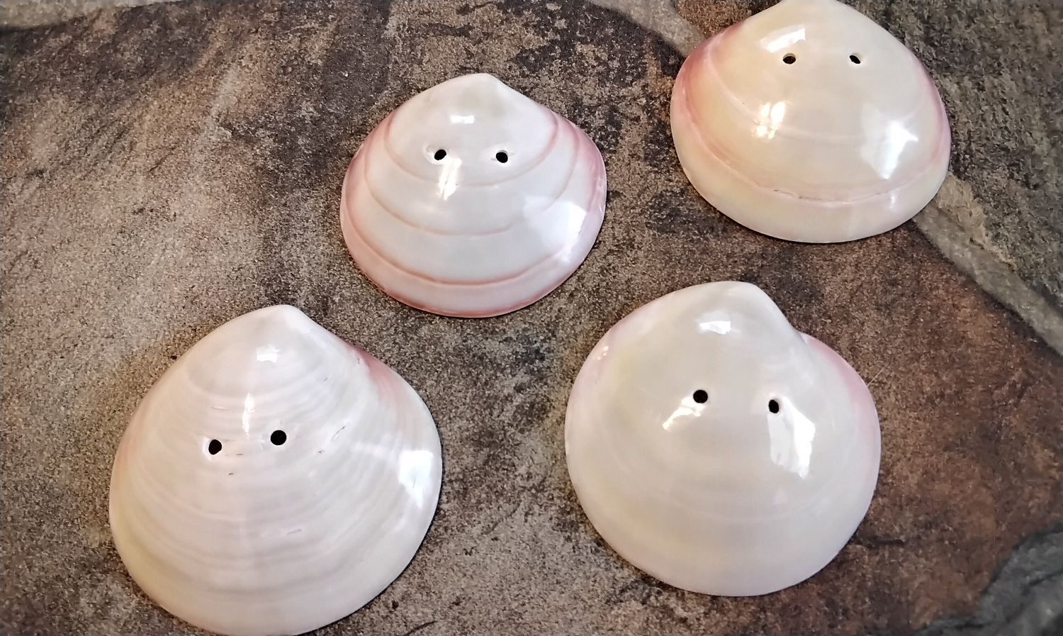 Pink Clam Shell Drilled For 1