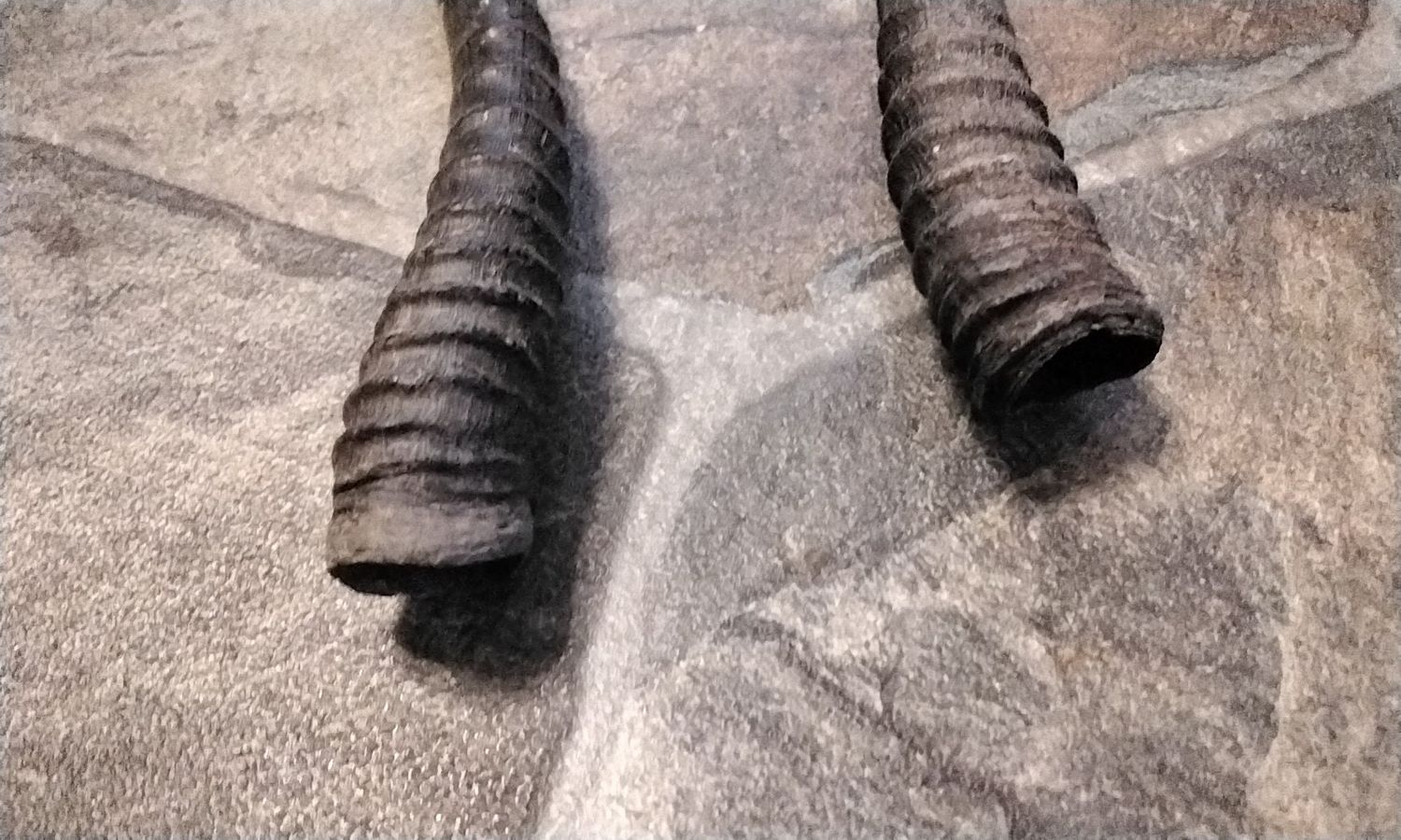 Springbok Horn Set Lot # 7 1/2&quot; - 8 1/2&quot;